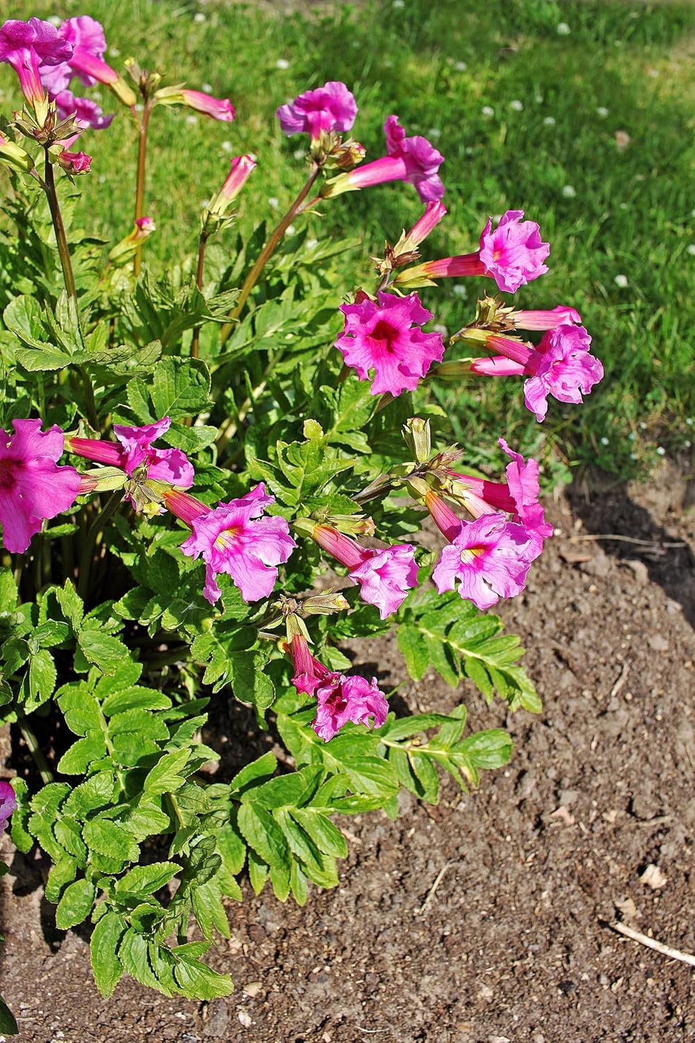 Incarvillea delavayi / Freilandgloxinie