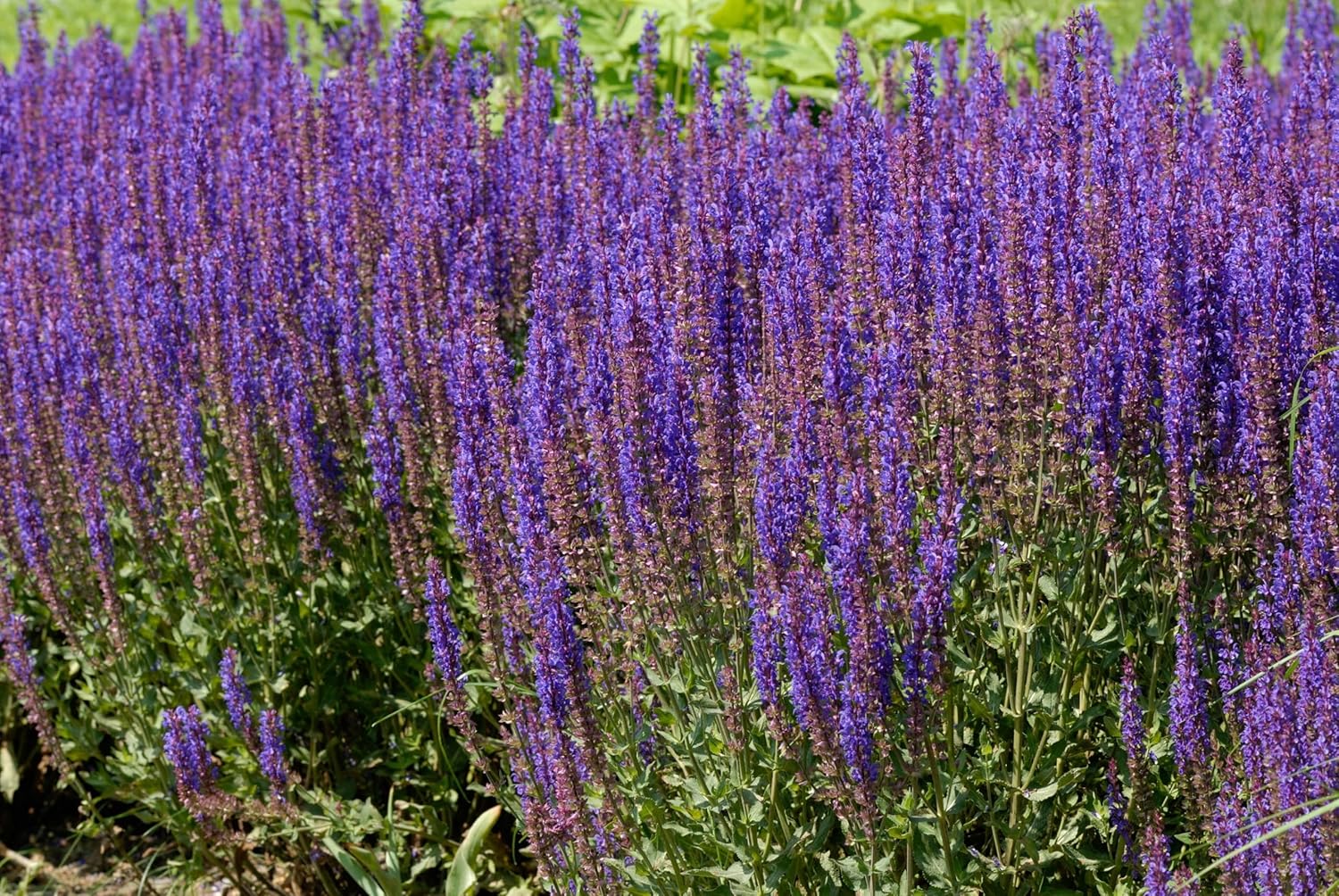 Salvia nemorosa 'Ostfriesland' / Blauer Steppensalbei