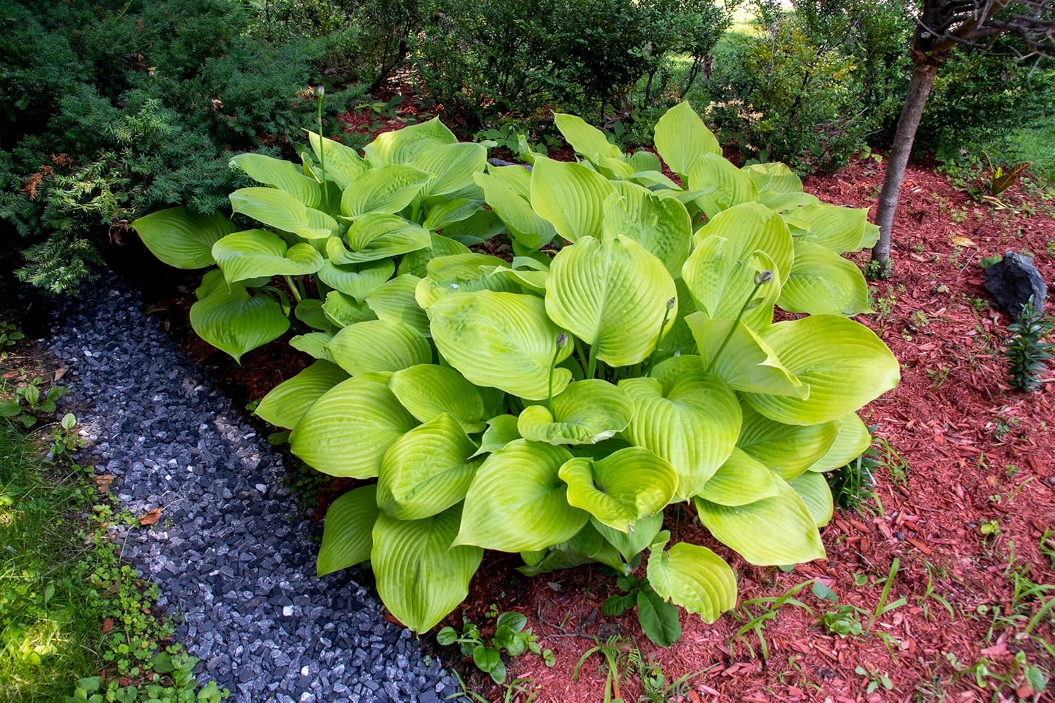 Hosta x cultorum 'Sum and Substance' / Großblättrige Funkie