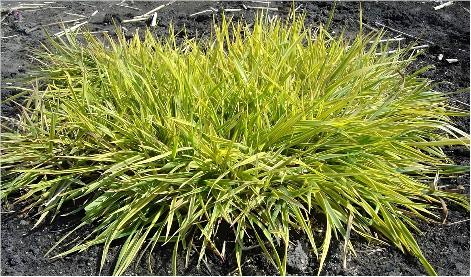 Alopecurus pratensis ‚Aureovariegatus' / Gold-Fuchsschwanz