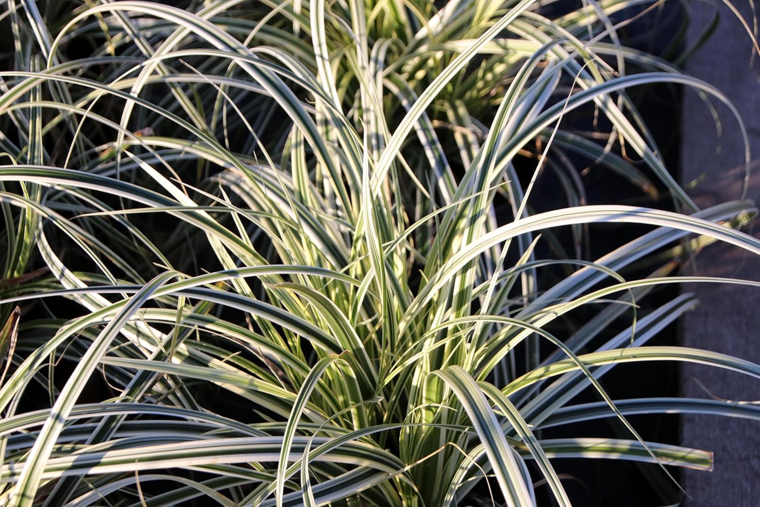 Carex oshimensis 'Everest' / Japan Segge