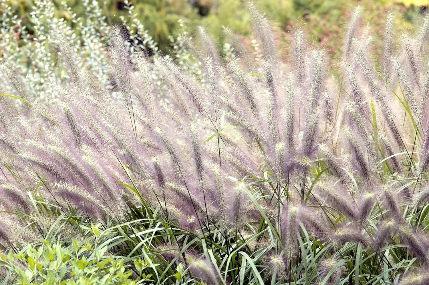 Schwarzes Lampenputzergras Pennisetum alopecuroides 'Moudry' von Stauden Gänge, Ziergras mit dunklen, buschigen Halmen