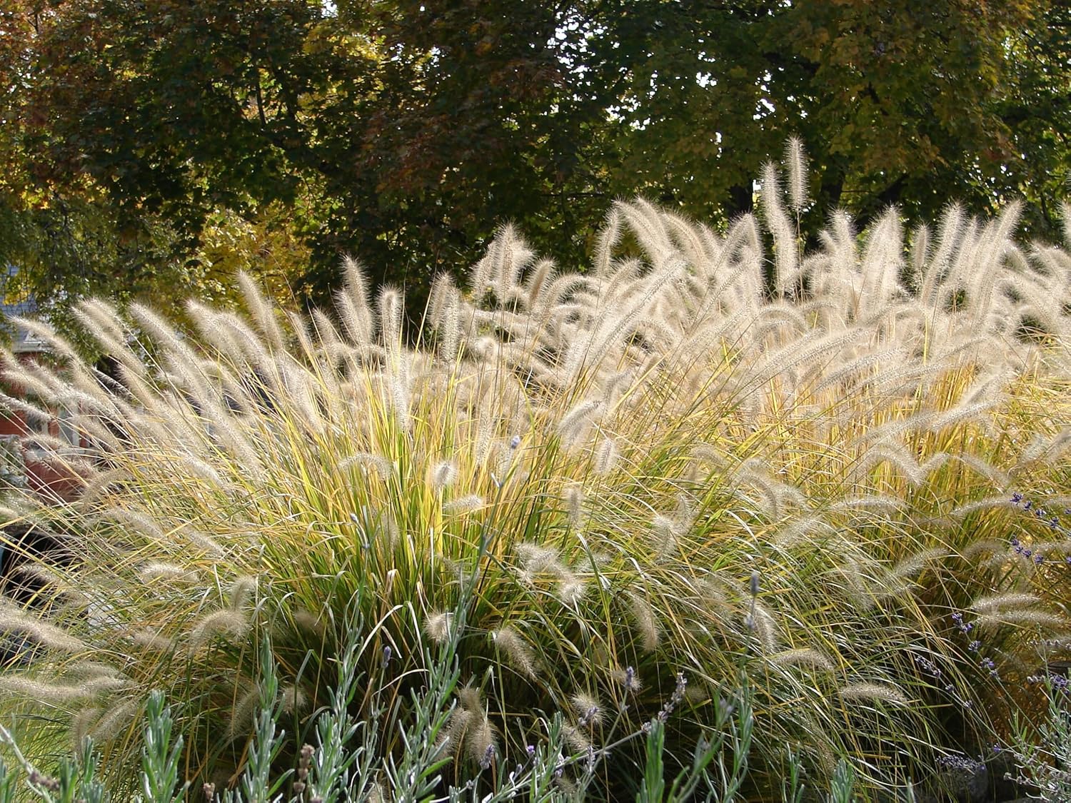 Pennisetum alopecuroides / Lampenputzergras