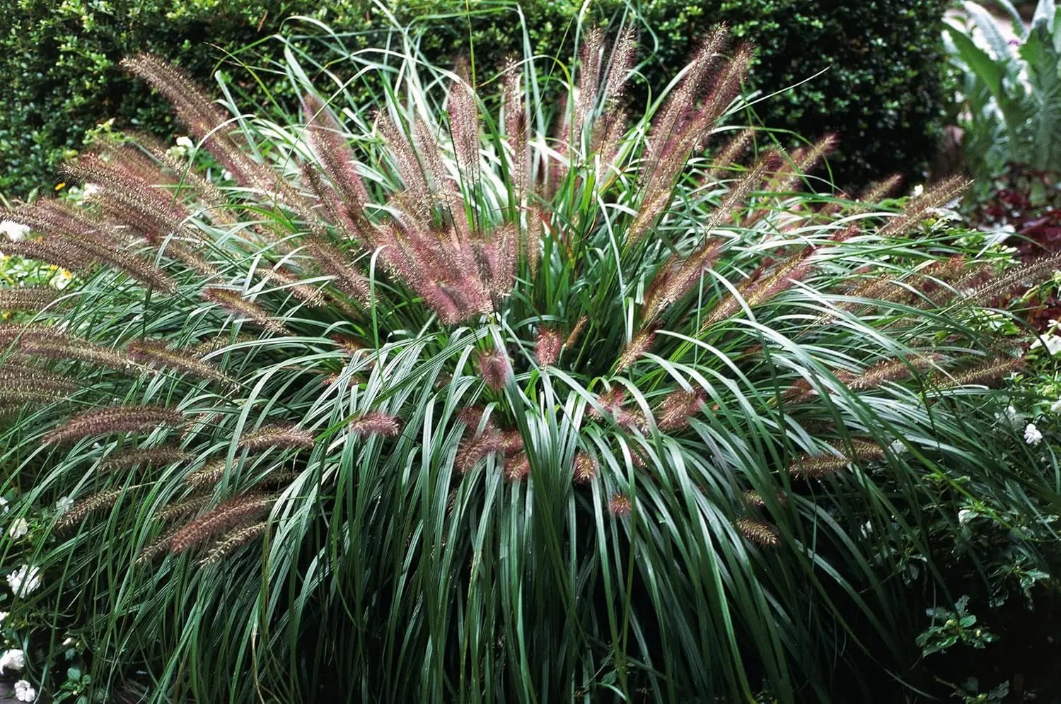Schwarzes Lampenputzergras Pennisetum alopecuroides 'Moudry' als Ziergras, mit dunklen, schwingenden Halmen.