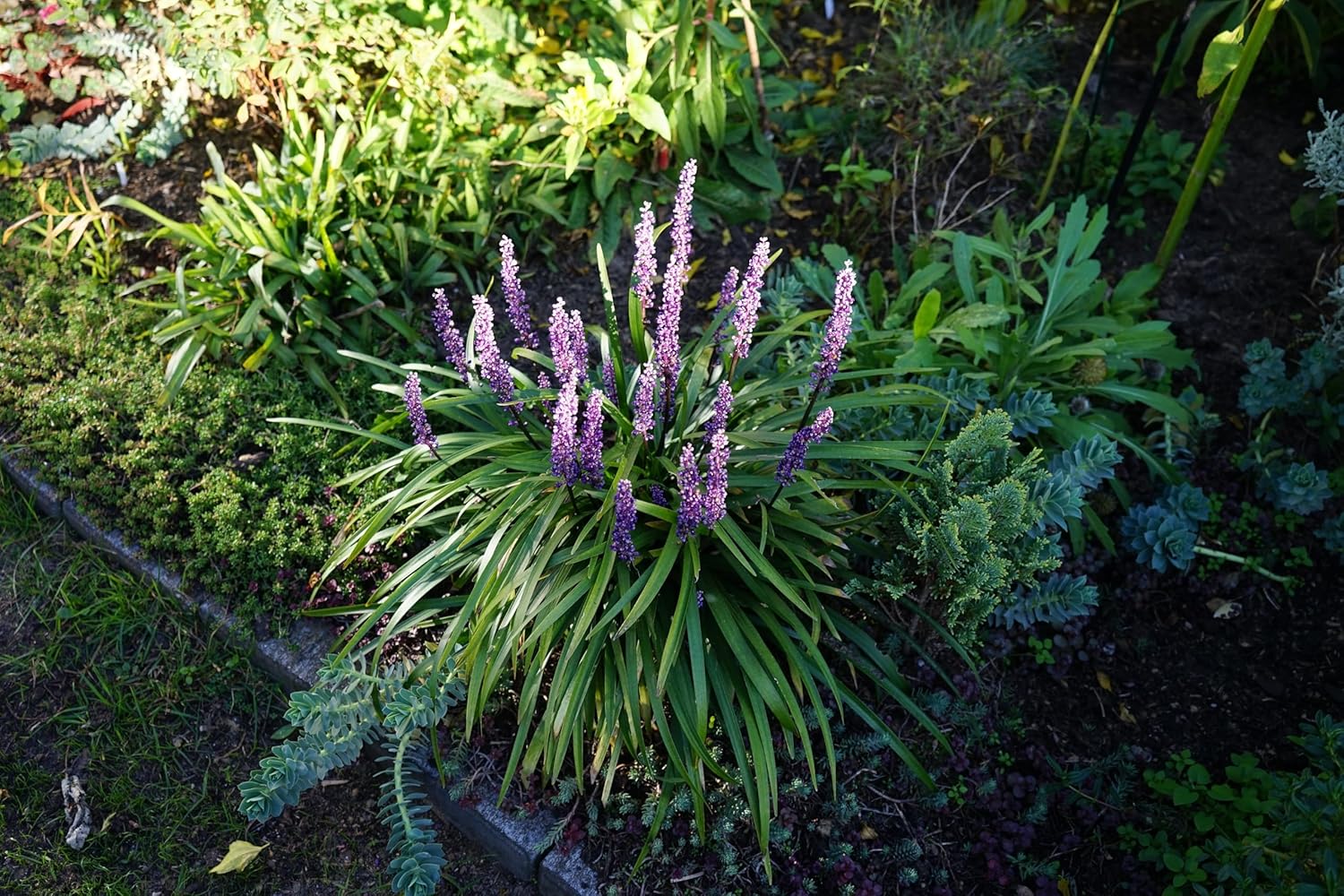 Liriope muscari 'Moneymaker' / Lilientraube