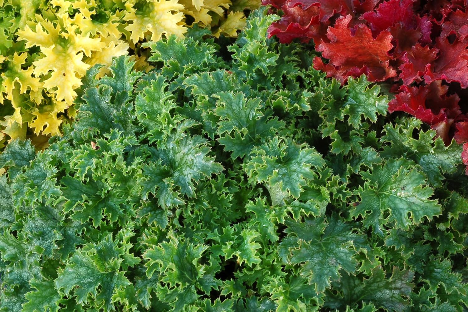 Heuchera Hybride 'Apple Crisp' / Purpurglöckchen