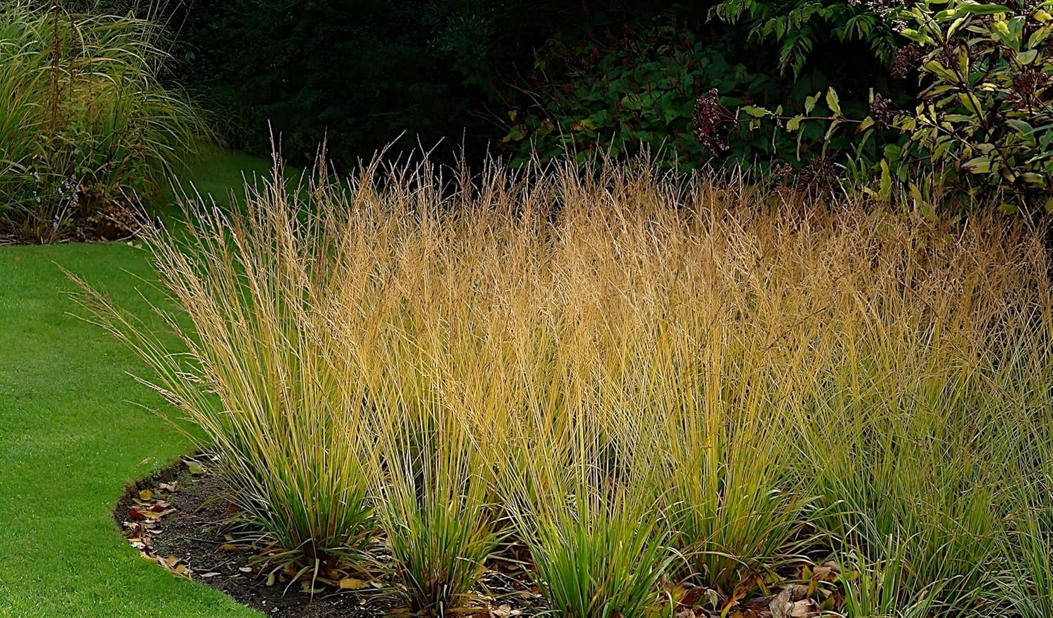 Molinia caerulea 'Heidebraut' / Kleines Pfeifengras
