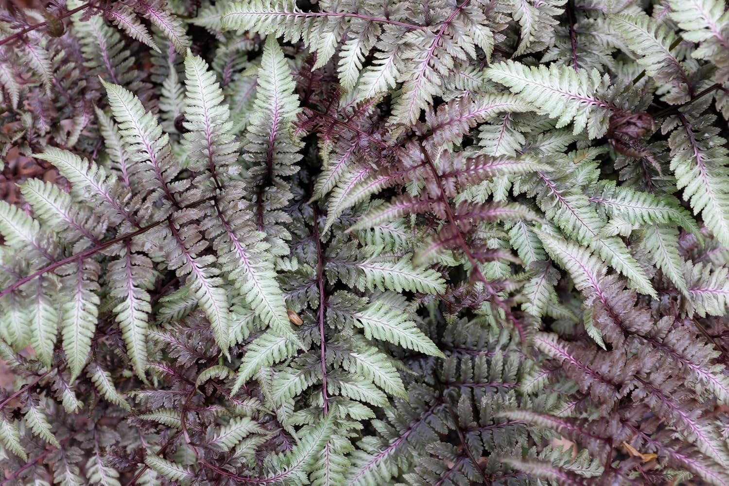 Athyrium niponicum ‚Burgundy Lace' / Regenbogenfarn