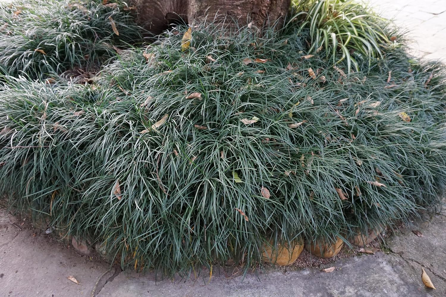 Ophiopogon japonicus 'Sparkler' / Japanischer Schlangenbart