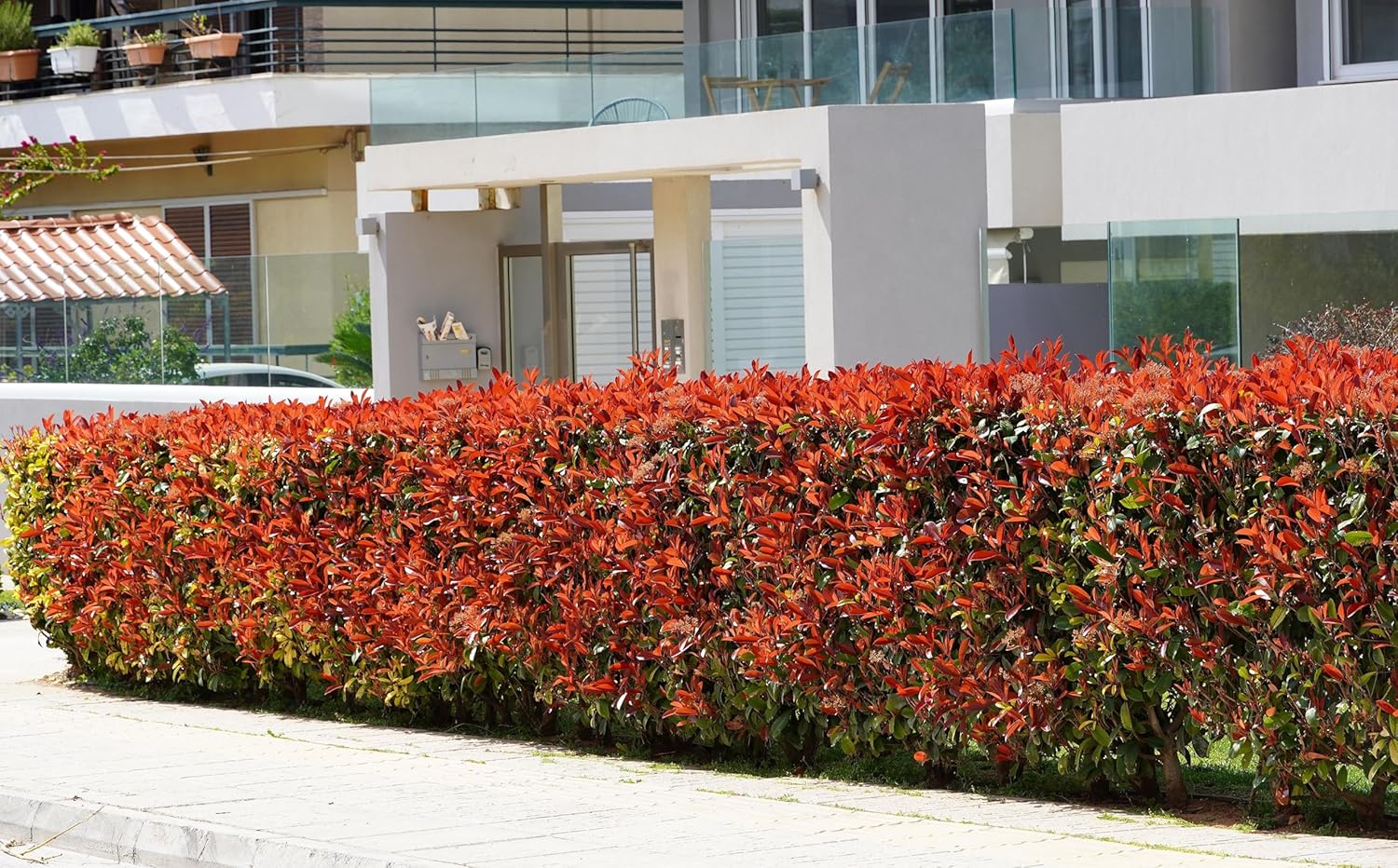 Photinia fraseri 'Red Robin' / Rote Glanzmispel