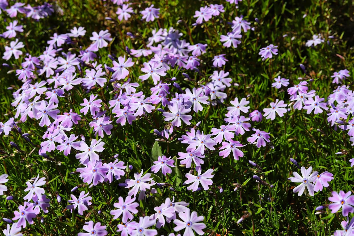 Phlox subulata 'Fabulous Blue Violet' / Blauer Polster-Phlox