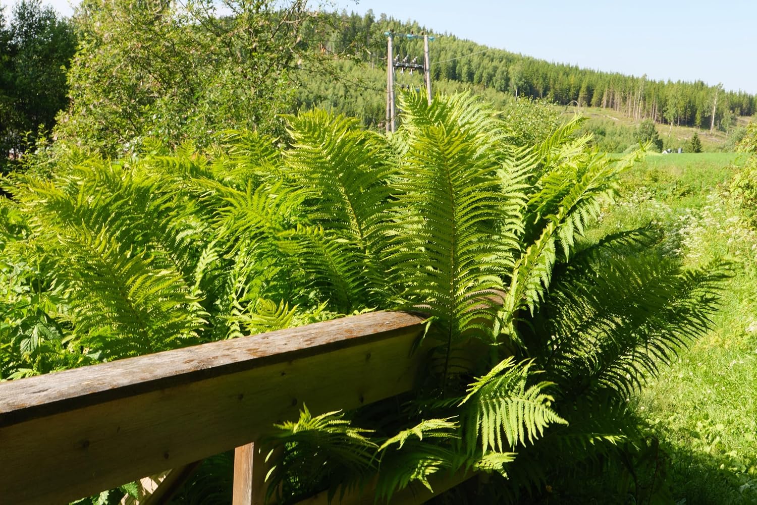 Dryopteris affinis / Heimischer Goldschuppenfarn