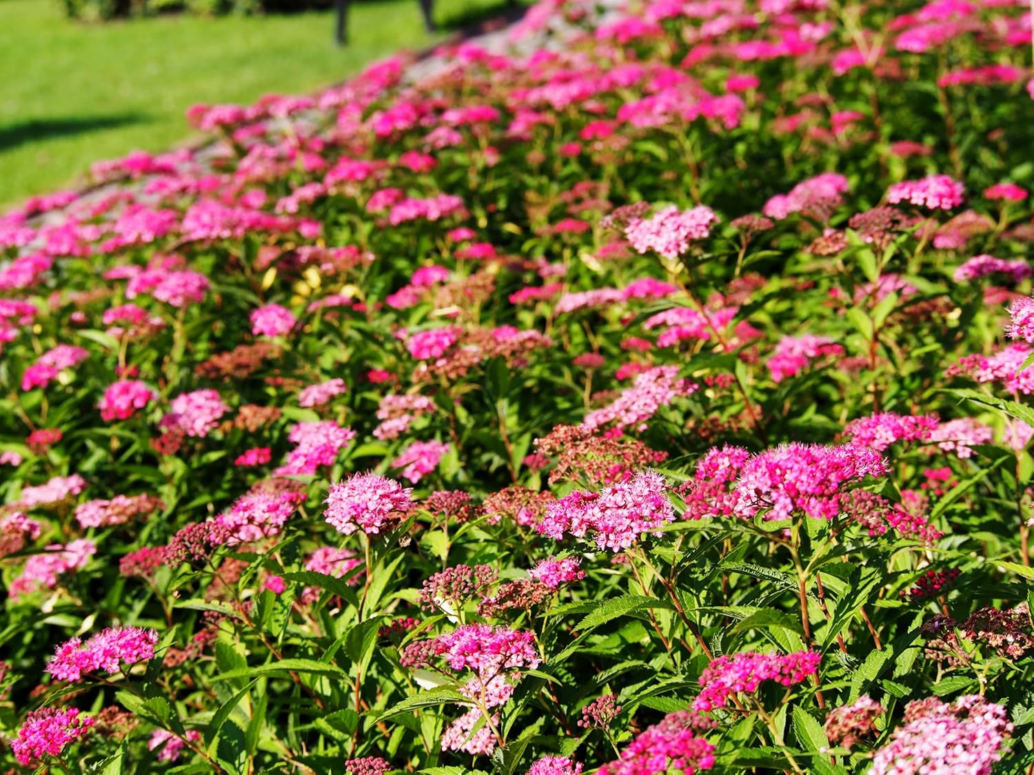 Spiraea japonica 'Anthony Waterer' / Rote Sommerspiere