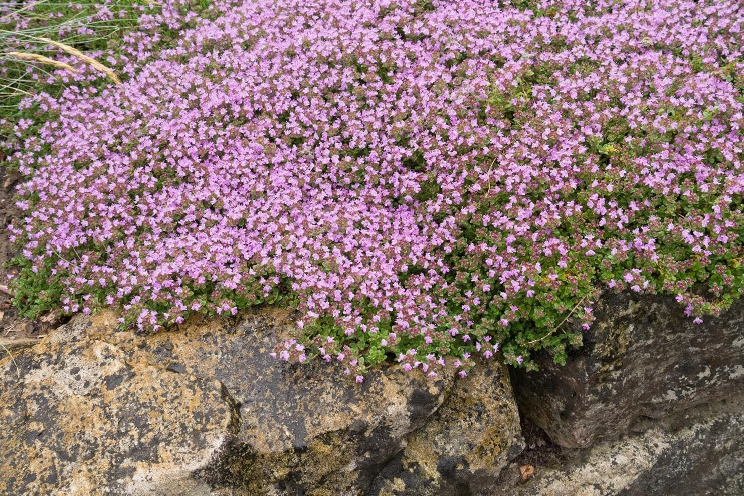 Thymus praecox 'Pseudolanuginosus' / Wolliger Thymian