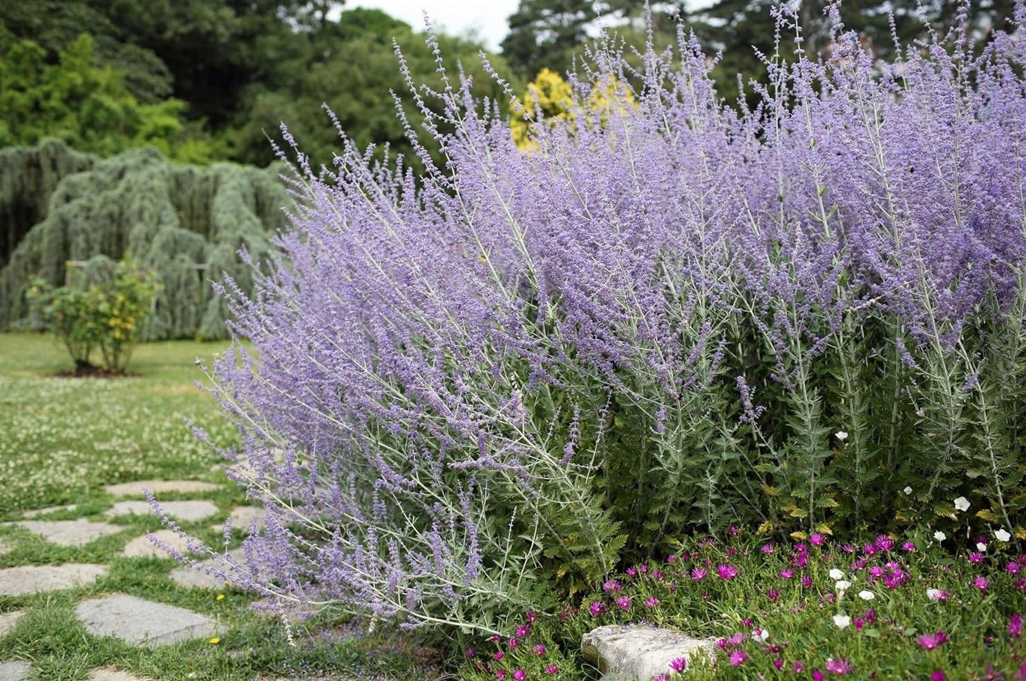 Perovskia atriplicifolia 'Little Blue Spire' / Zwerg Blauraute