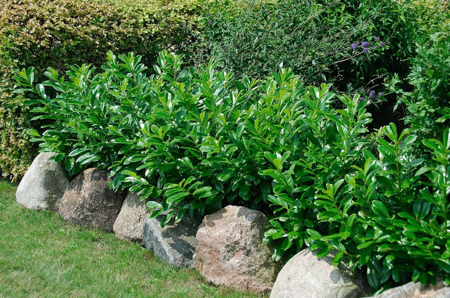 Prunus laurocerasus 'Caucasica' / Kirschlorbeer