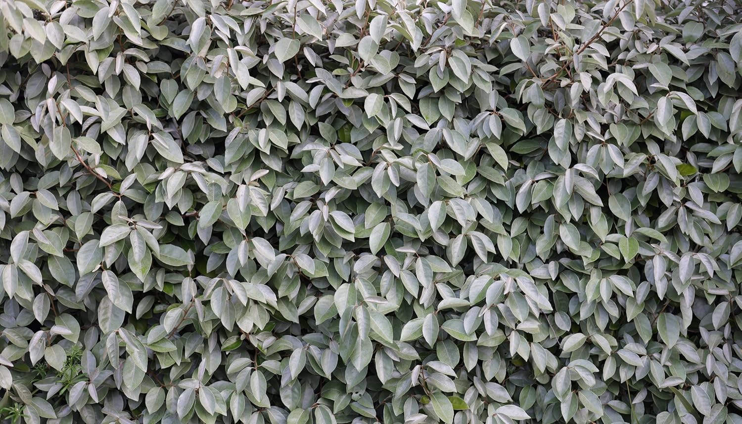 Elaeagnus ebbingei / Wintergrüne Ölweide