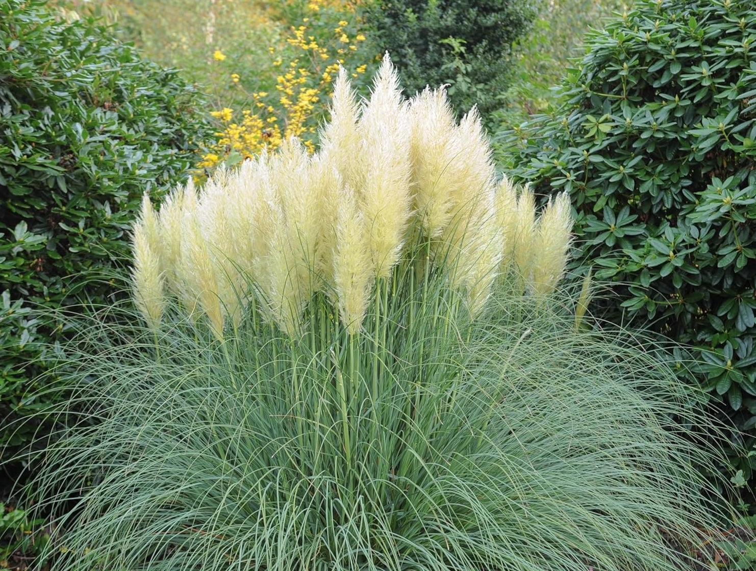 Cortaderia selloana ‚Pumila‘ / Zwerg Pampasgras