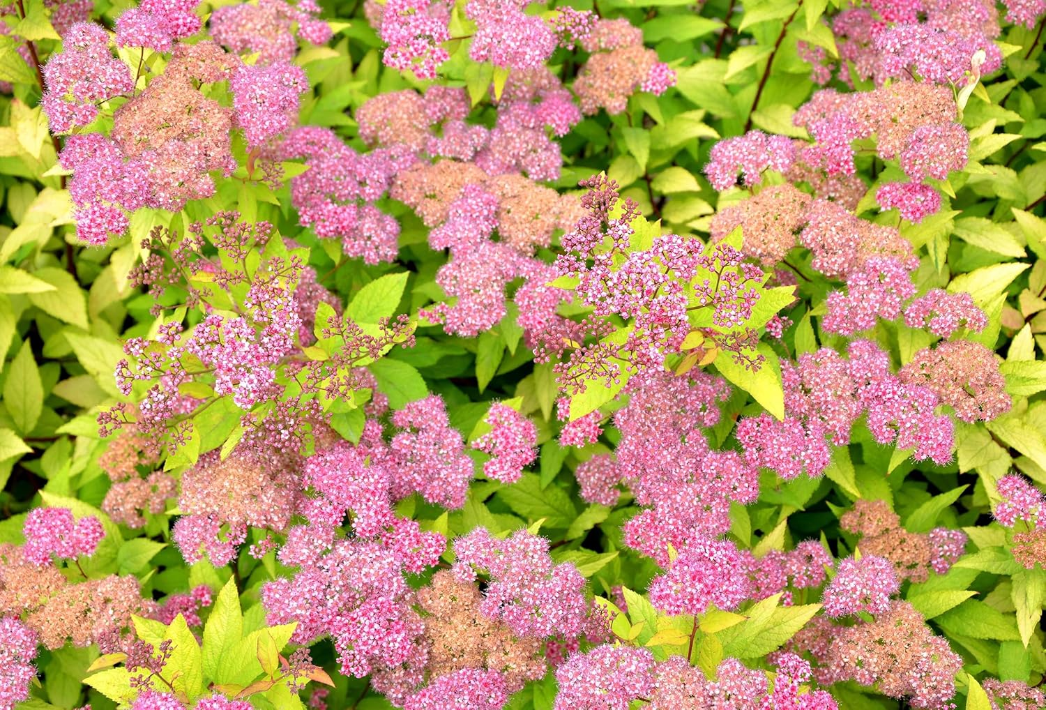 Spiraea japonica 'Golden Princess' / Gelbe Zwergspiere