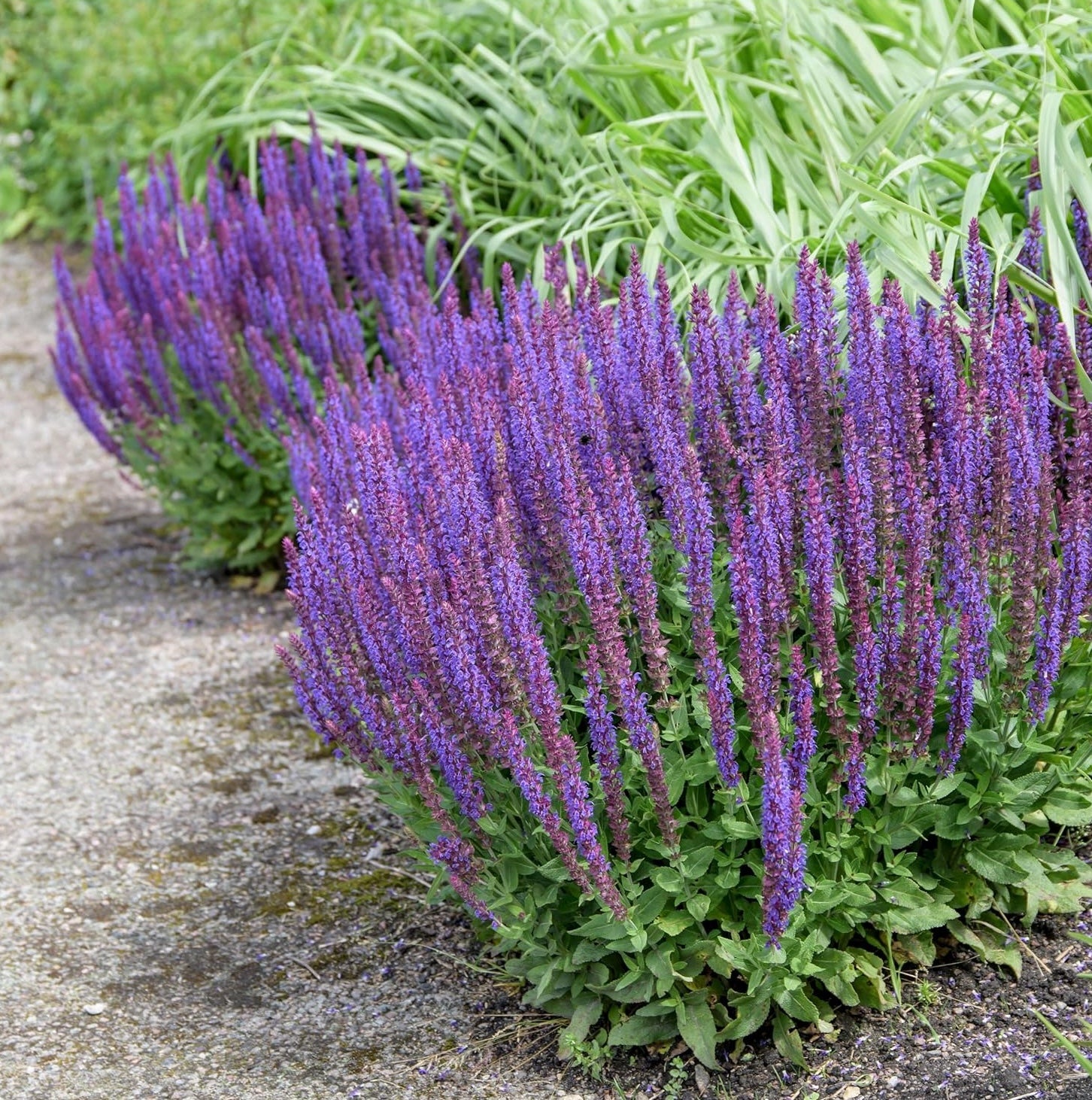 Salvia nemorosa 'Ostfriesland' / Blauer Steppensalbei