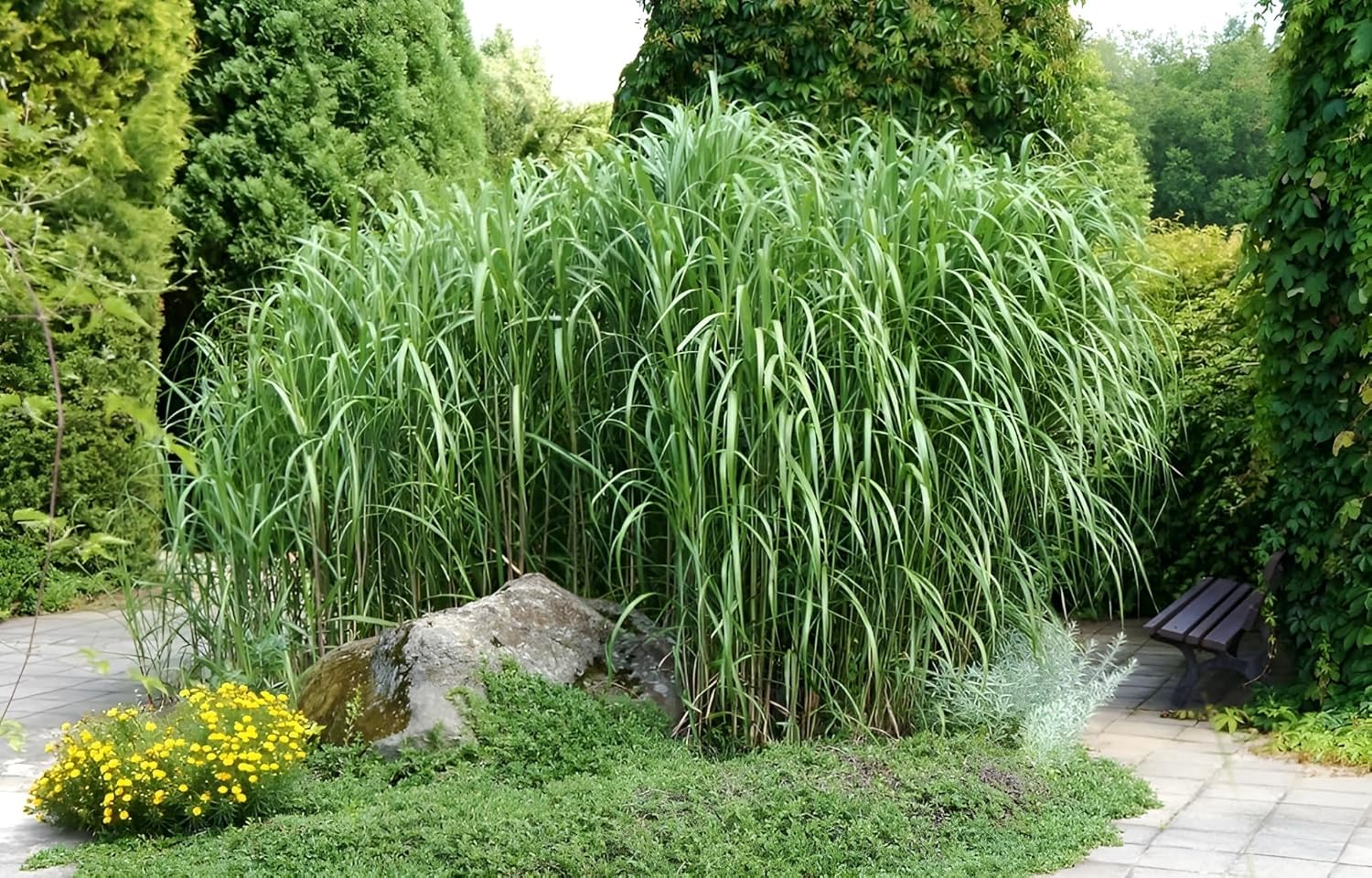 Miscanthus x giganteus 'Meidl' / Rotes Riesenchinaschilf - Elefantengras