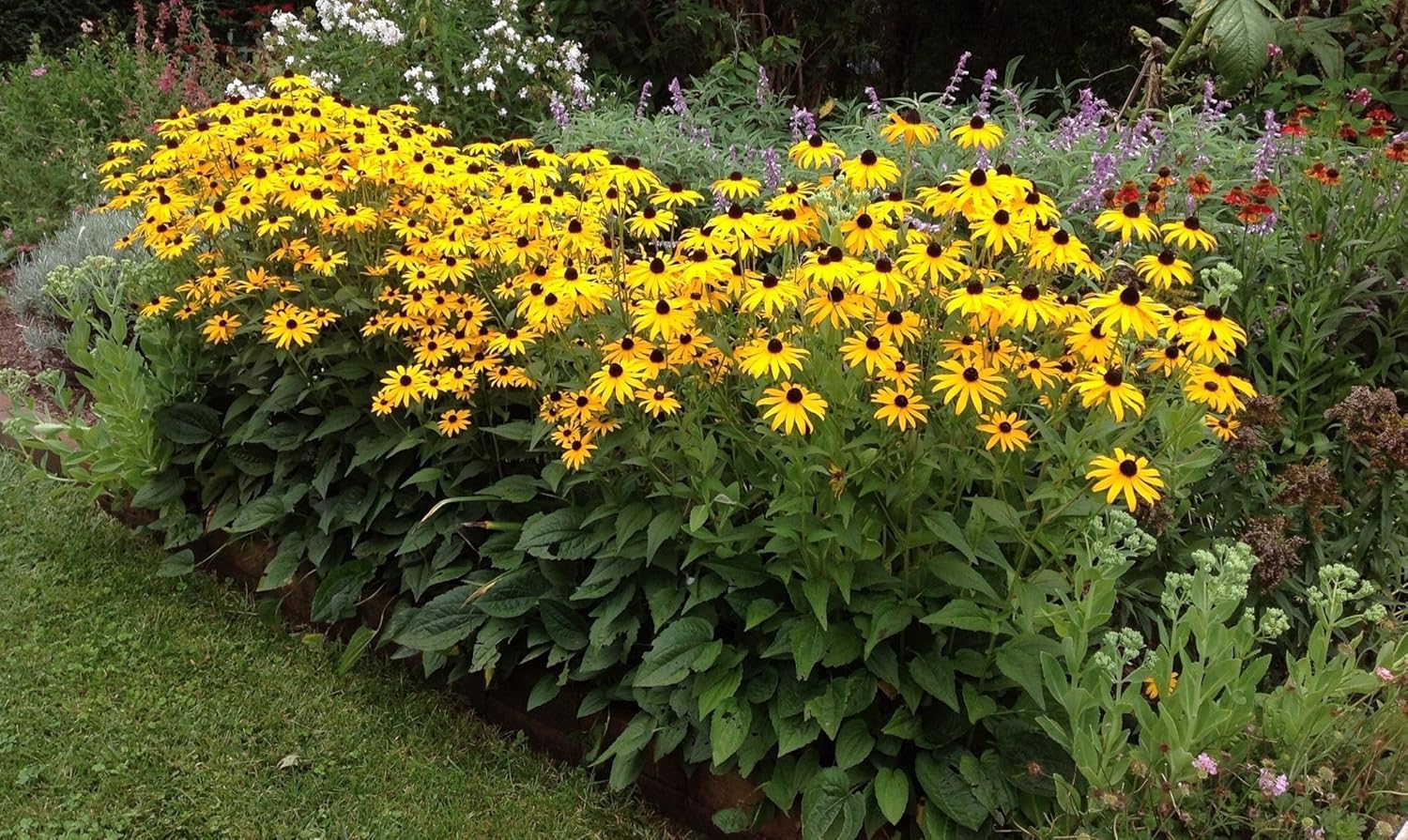 Rudbeckia fulgida 'Goldsturm' / Sonnenhut