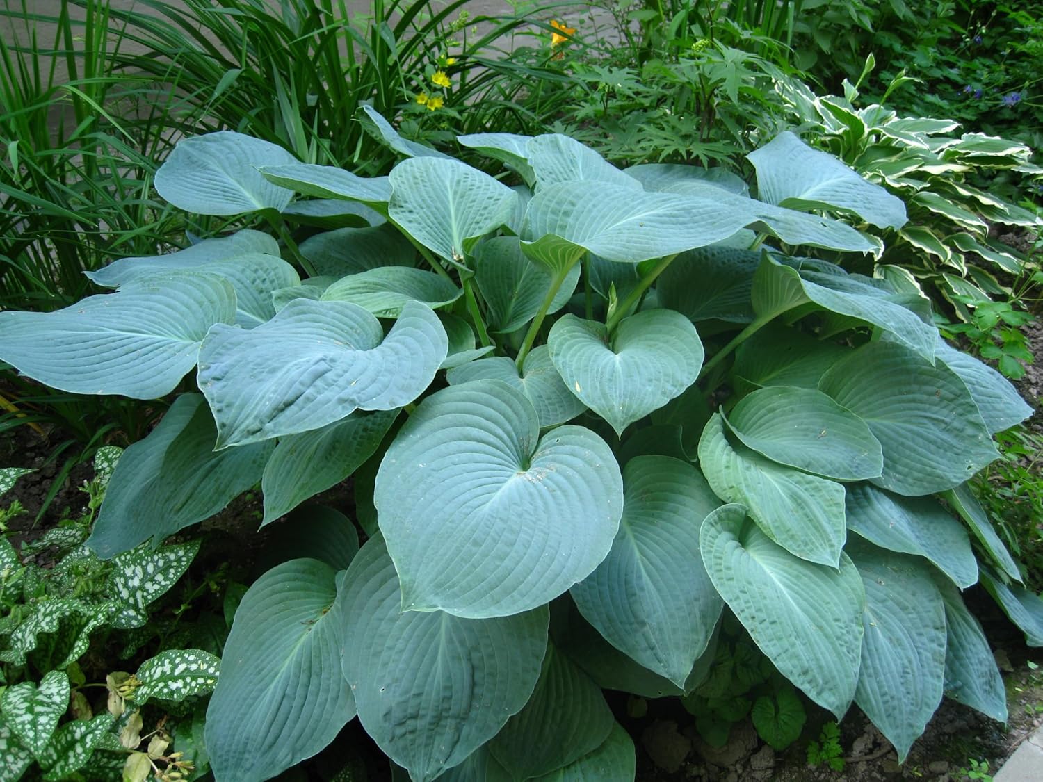 Hosta plantaginea 'Fragrant Blue' / Blaue Duft Funkie