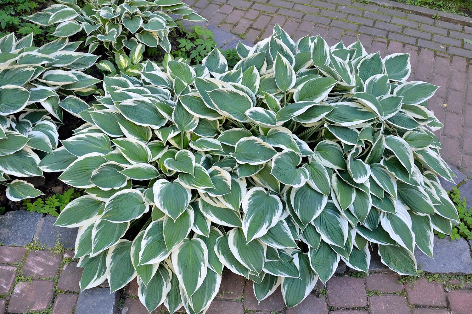 Hosta x fortunei 'Patriot' / Weißrand-Funkie