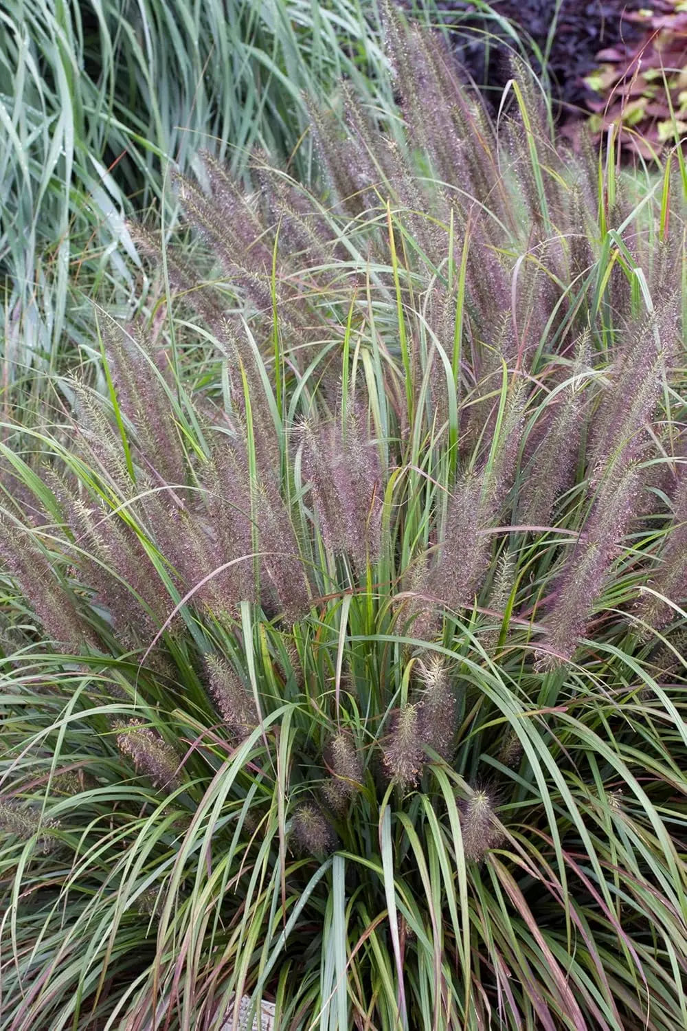 Schwarzes Lampenputzergras Pennisetum alopecuroides 'Moudry' als Ziergras, mit schwarzen bis dunklen Halmen und üppigem Wuchs