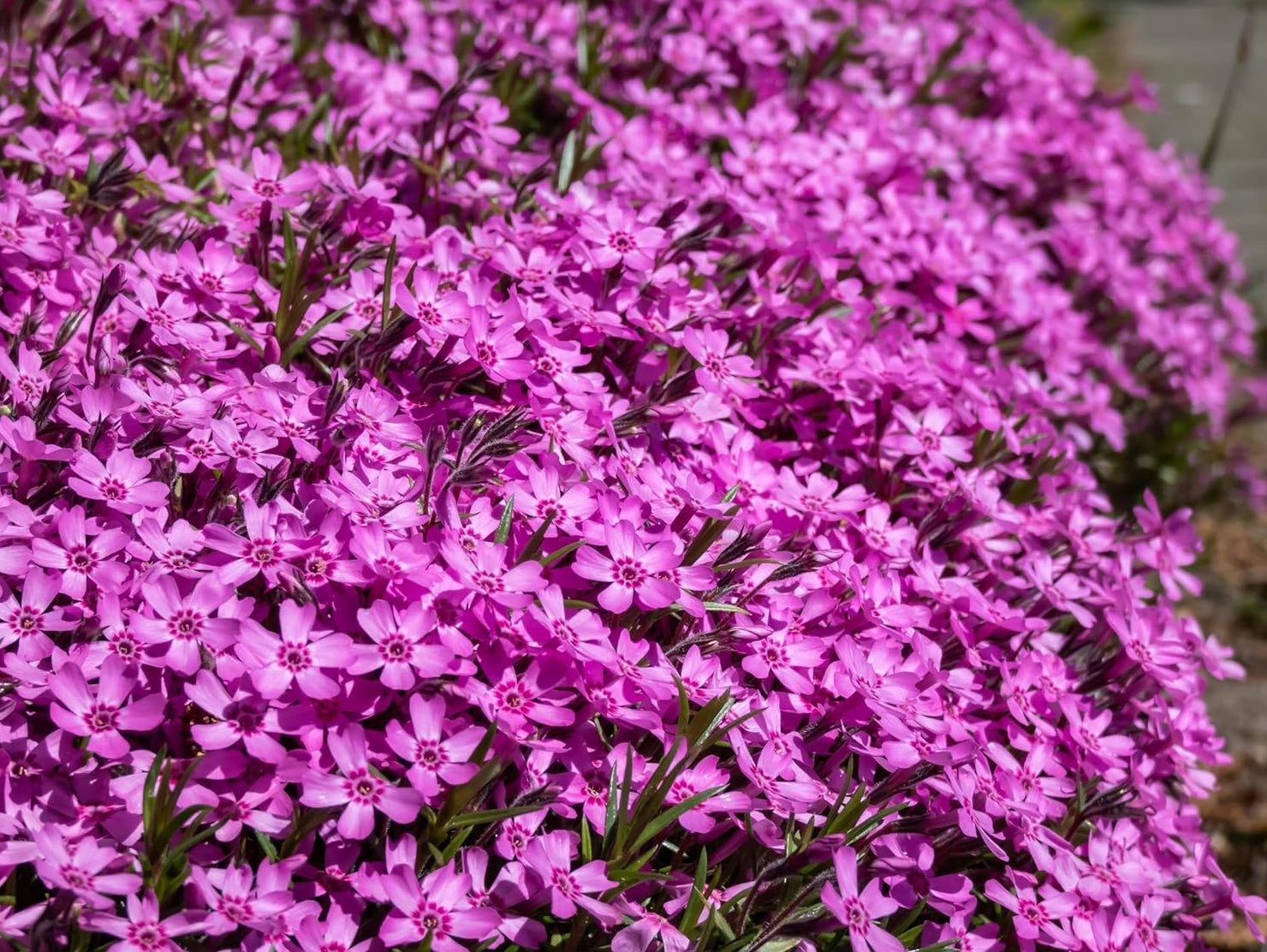 Phlox subulata 'Zwergenteppich' / Zwerg Polster-Phlox