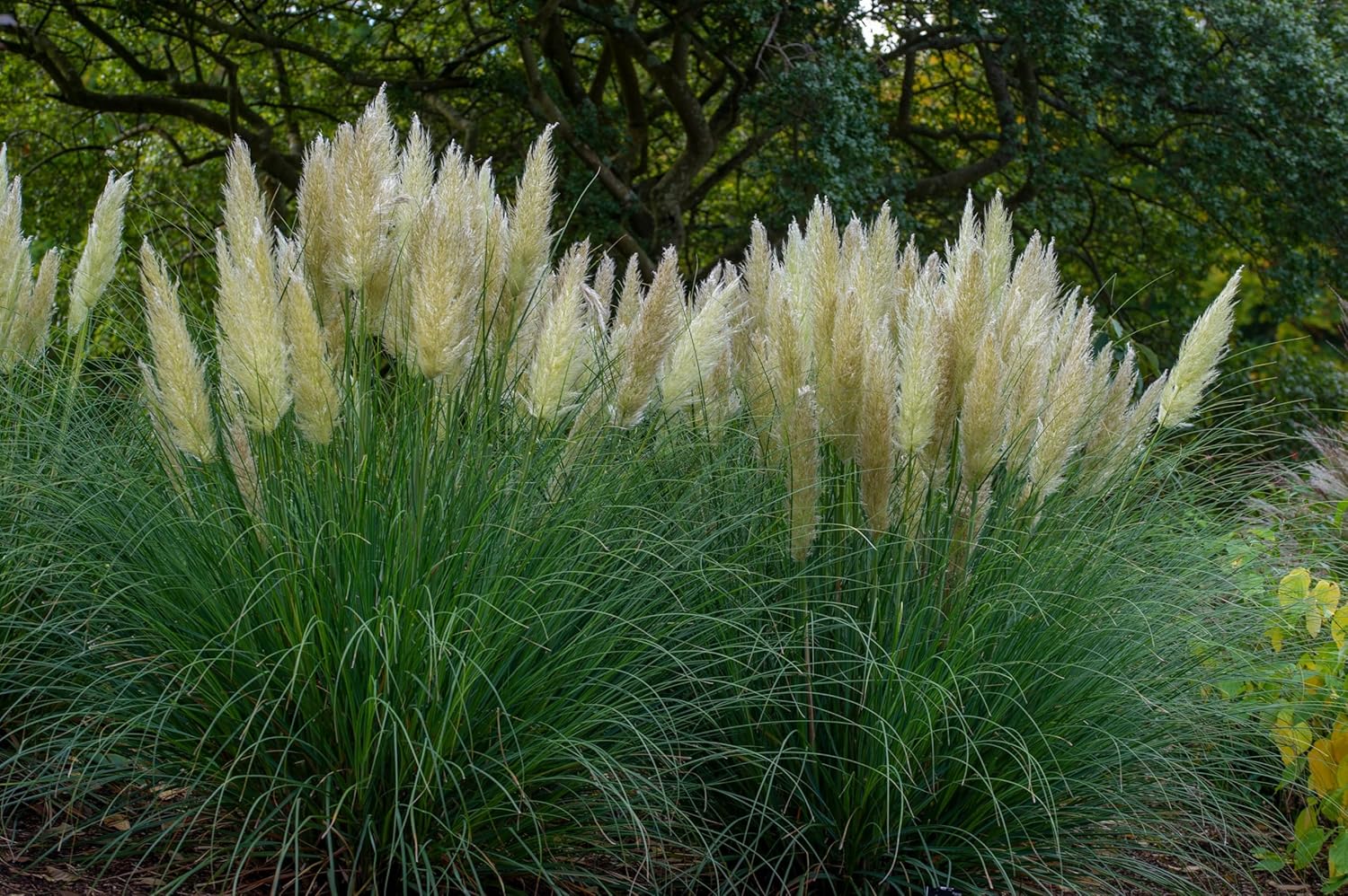 Cortaderia selloana ‚Pumila‘ / Zwerg Pampasgras