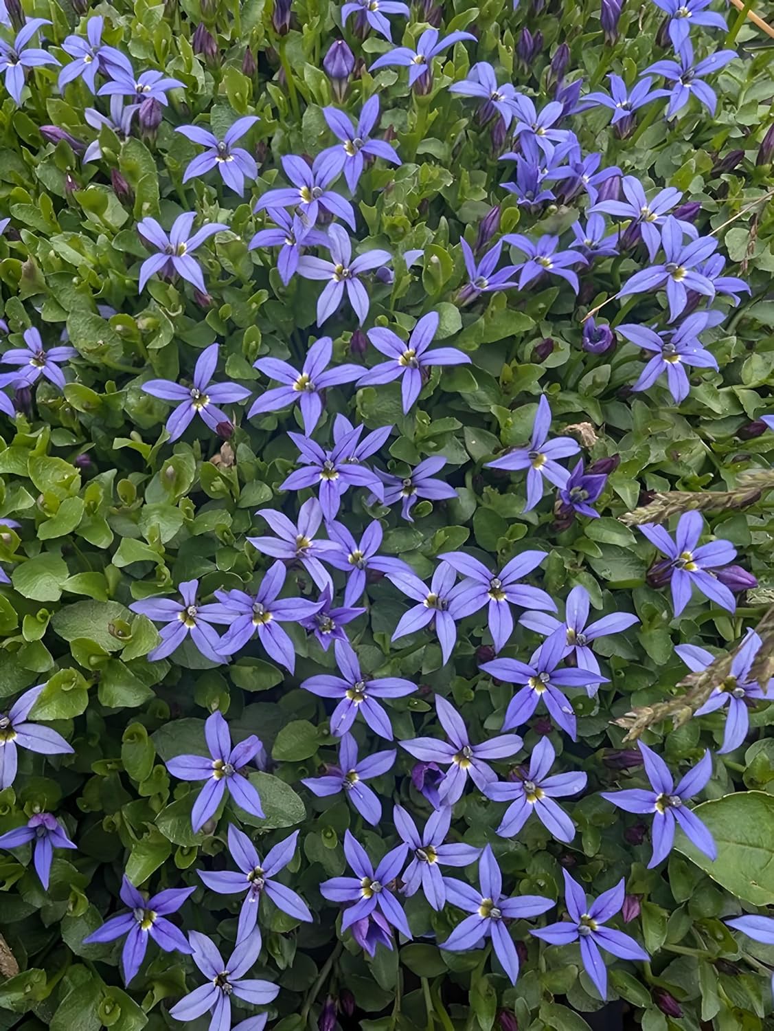 Isotoma fluviatilis 'Country Park' / Blauer Bubikopf