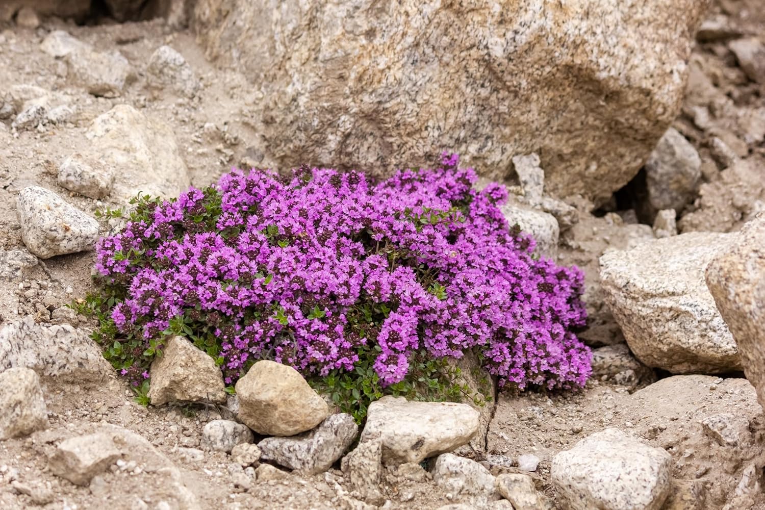 Thymus praecox 'Red Carpet‘ / Roter Polsterthymian