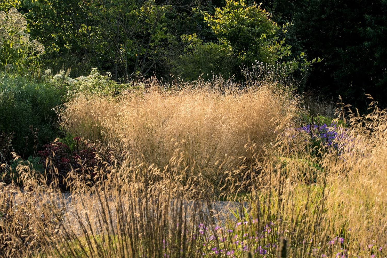 Deschampsia cespitosa 'Tauträger' / Rasen Schmiele