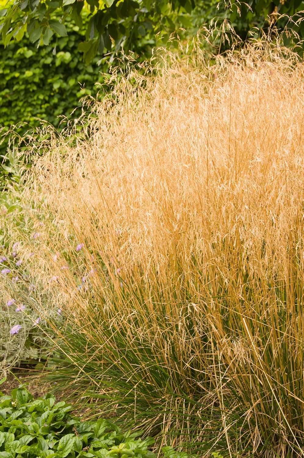 Deschampsia cespitosa 'Tauträger' / Rasen Schmiele
