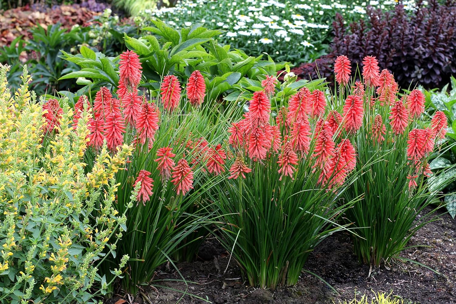 3 x Kniphofia Kollektion / Fackellilie Tritome