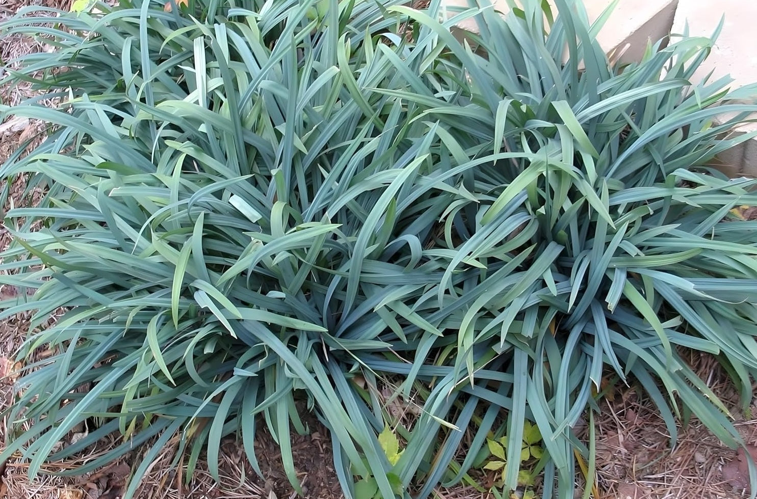 Carex laxiculmis 'Bunny Blue' / Segge