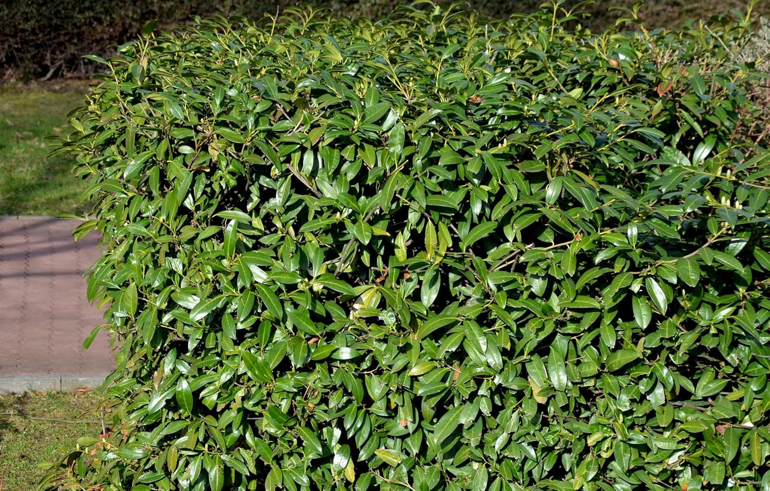 Prunus laurocerasus 'Caucasica' / Kirschlorbeer