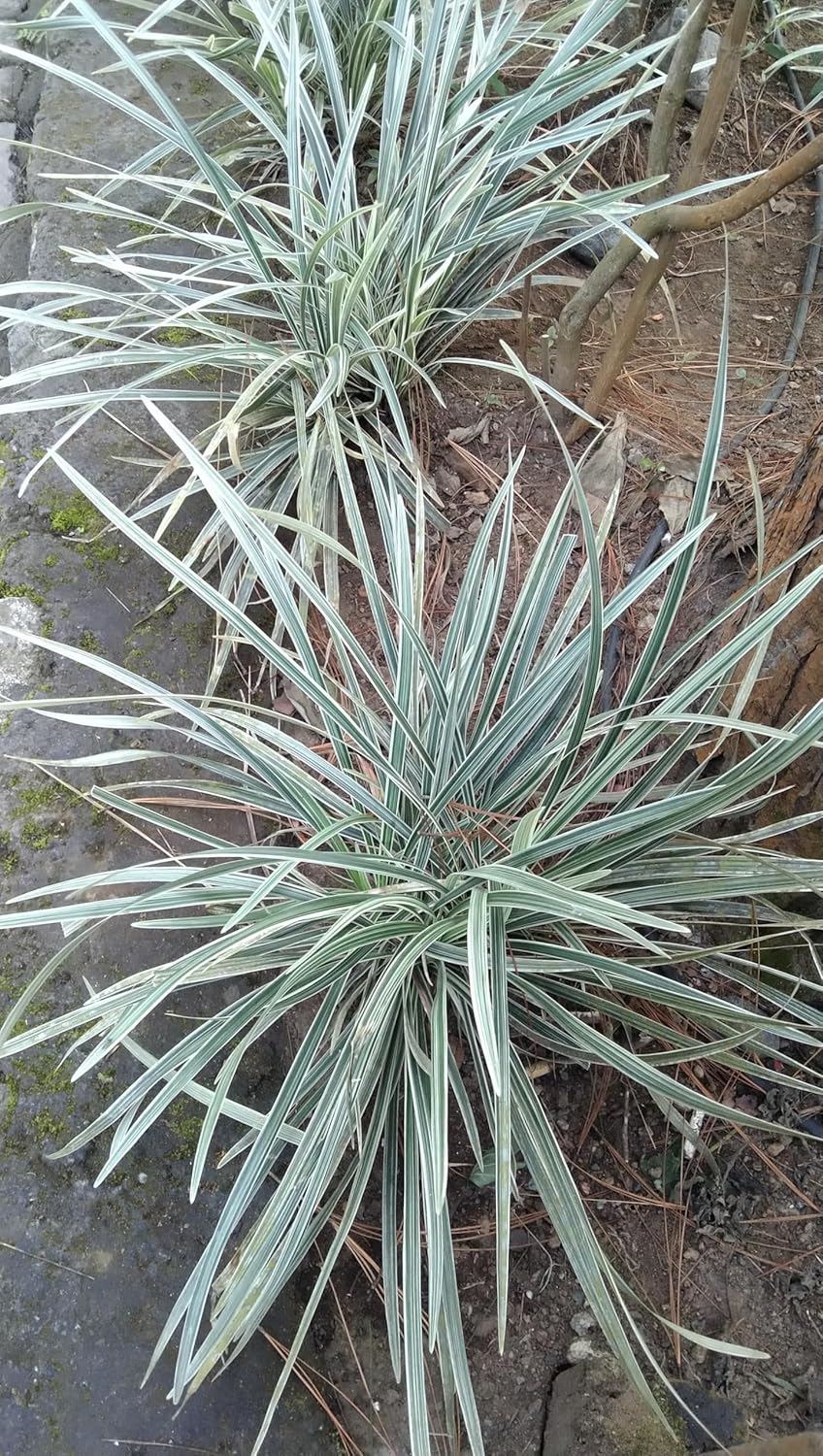 Ophiopogon japonicus 'Silver Dragon' / Bunter Japanischer Schlangenbart