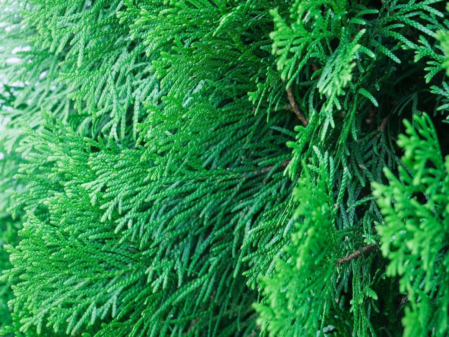 Thuja occidentalis 'Brabant' / Lebensbaum