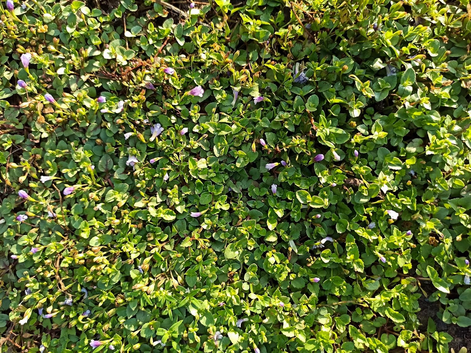 Mazus reptans / Lippenmäulchen