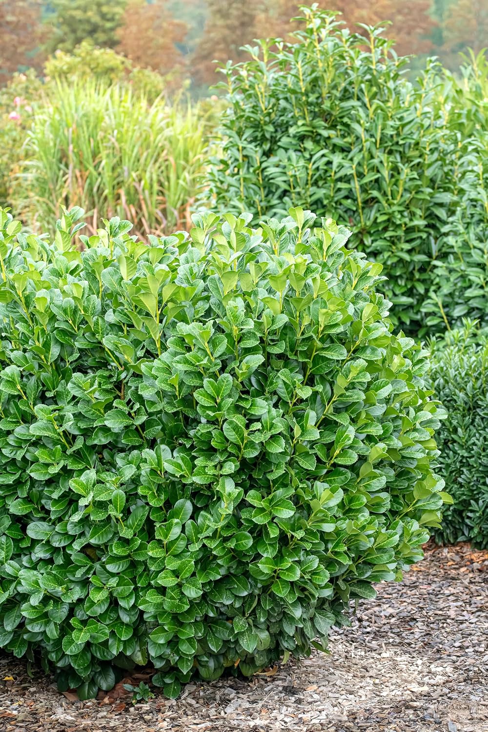 Prunus laurocerasus 'Etna' / Kirschlorbeer