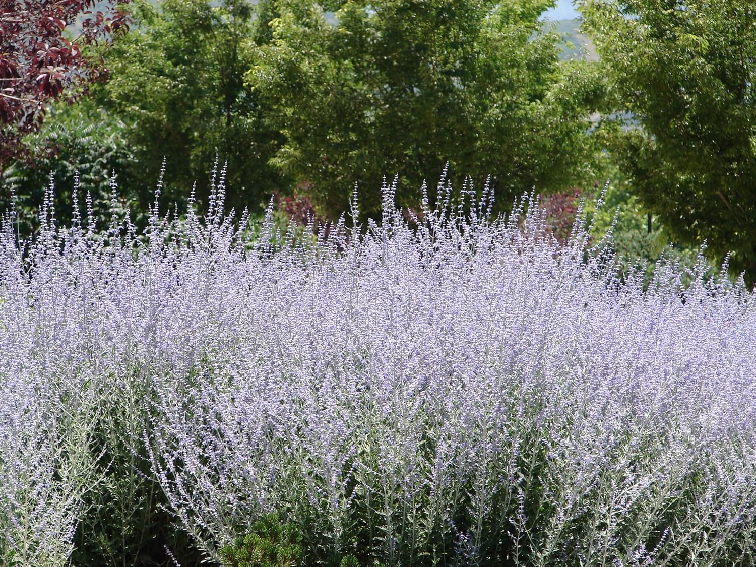 Perovskia atriplicifolia 'Little Blue Spire' / Zwerg Blauraute
