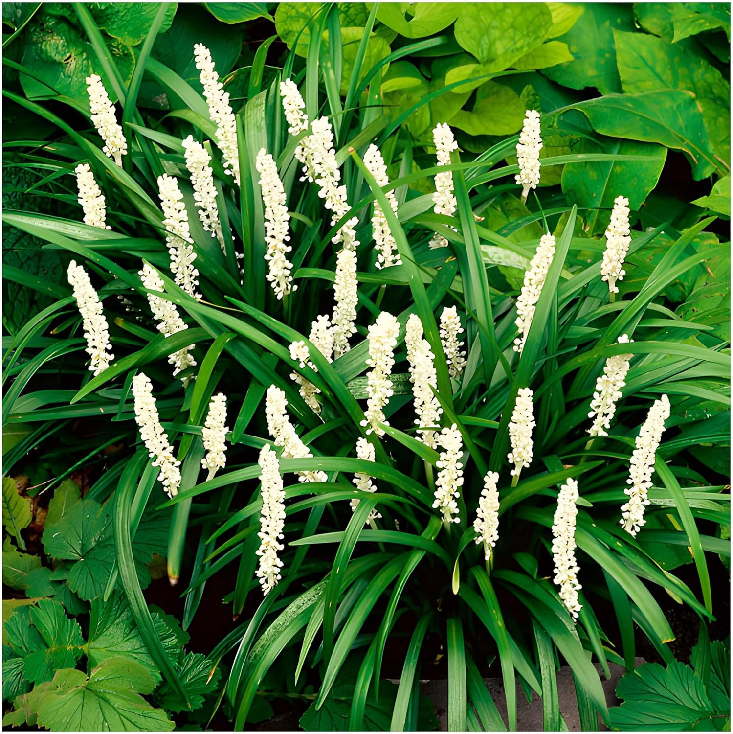 4 x Liriope muscari Kollektion / Lilientraube