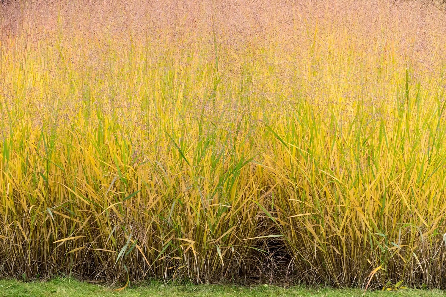 Panicum virgatum 'Warrior' / Rutenhirse