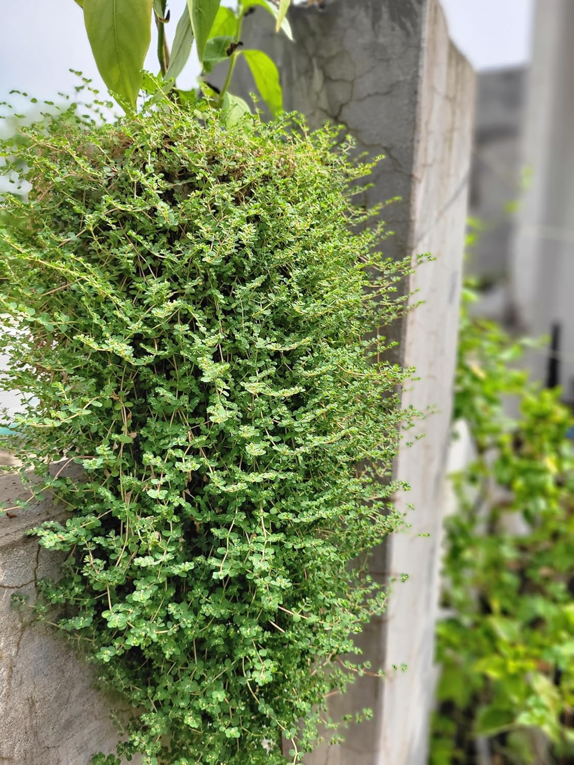 Thymus praecox 'Pseudolanuginosus' / Wolliger Thymian
