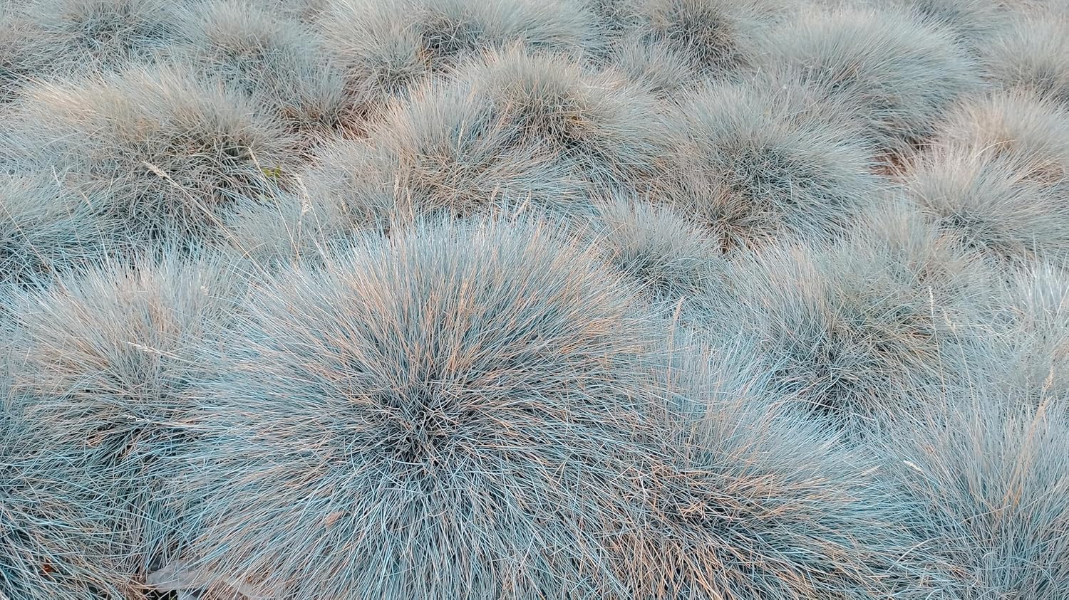 Festuca glauca 'Elijah Blue' / Blauschwingel