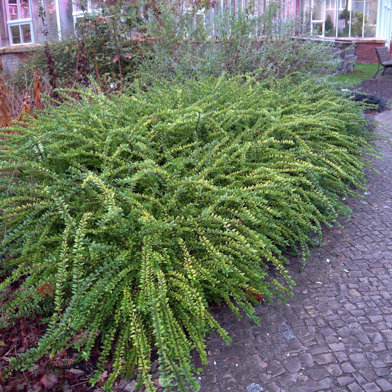 Lonicera pileata / Böschungsmyrthe