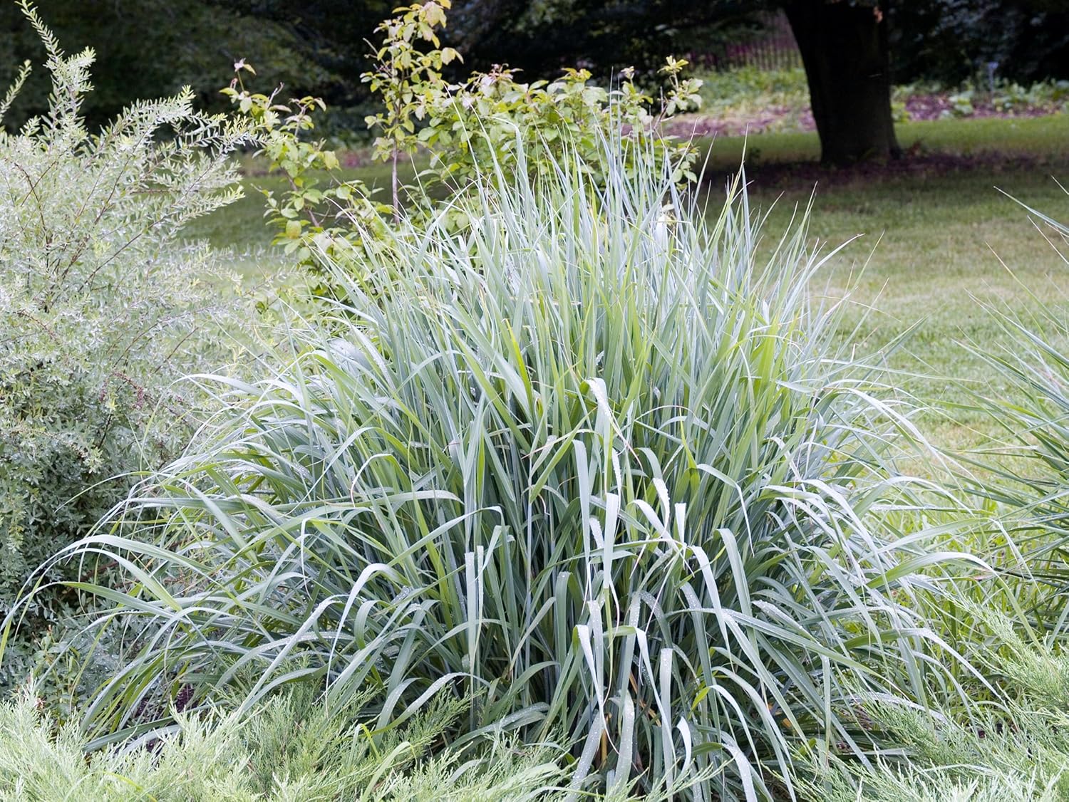 Sorghastrum nutans 'Indian Steel‘ / Indianer Gras