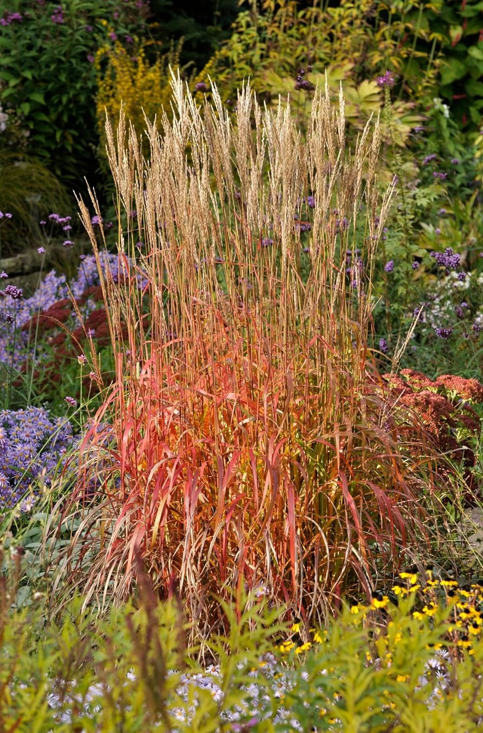 Miscanthus sinensis 'Ghana' / Chinaschilf
